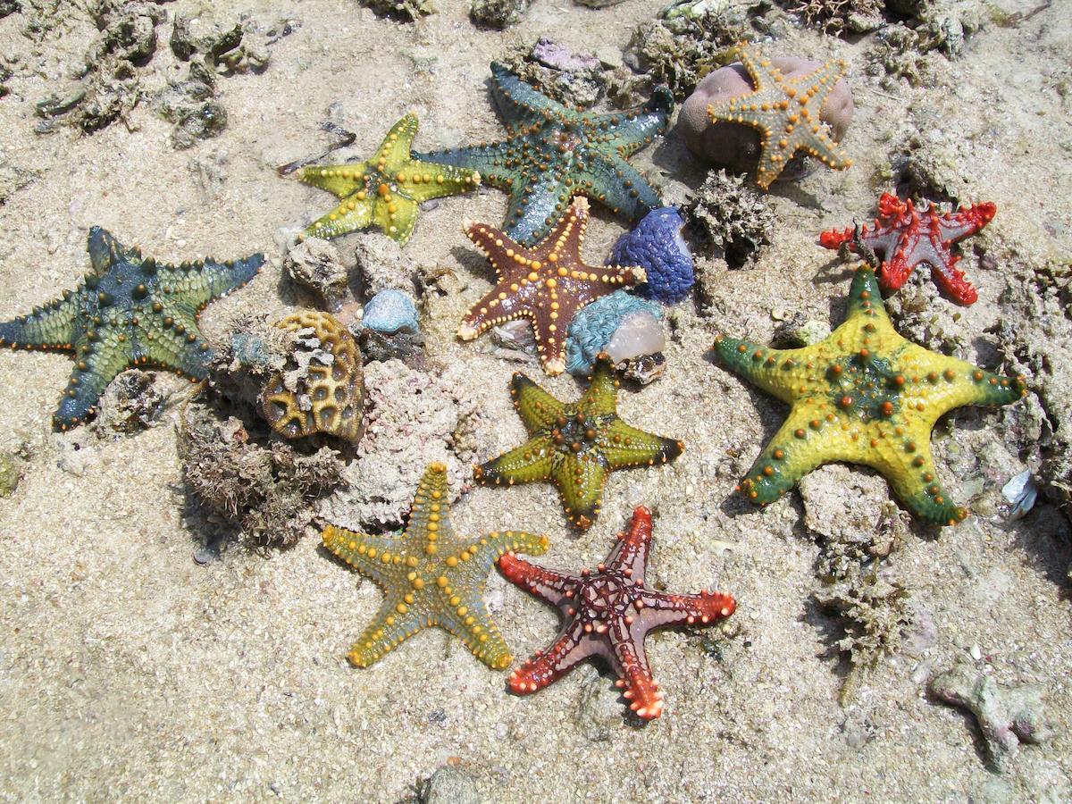 Chapwani Private Island Hotel Grave Island Ngoại thất bức ảnh